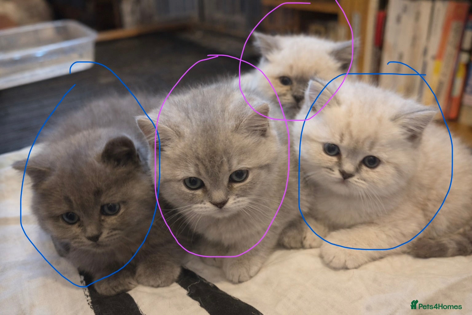 British Shorthair cats 4 beautiful British short hair kittens & mother  - Advert 1