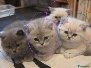 British Shorthair cats 4 beautiful British short hair kittens & mother - Advert 1