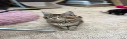 Maine Coon cats for sale: Maine Coon Kittens  - Advert 9