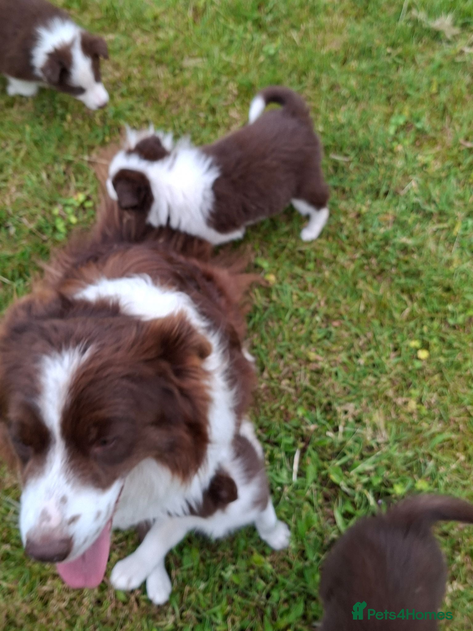 Border Collie dogs Red and white border collie puppies  - Advert 10