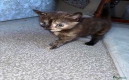 British Shorthair cats for sale: It’s a long hair kitten  - Image 2