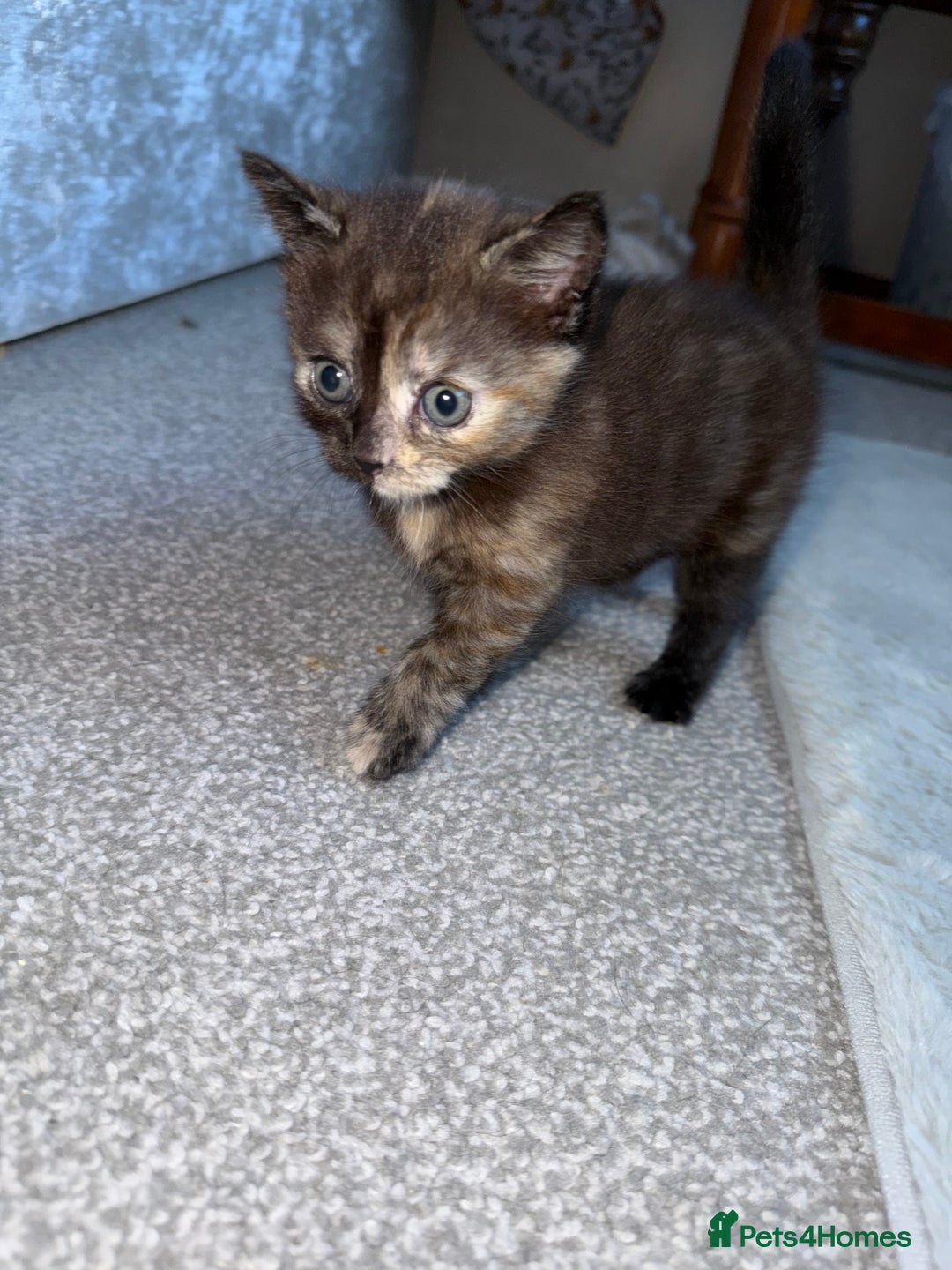 British Shorthair cats for sale: It’s a long hair kitten  - Image 2