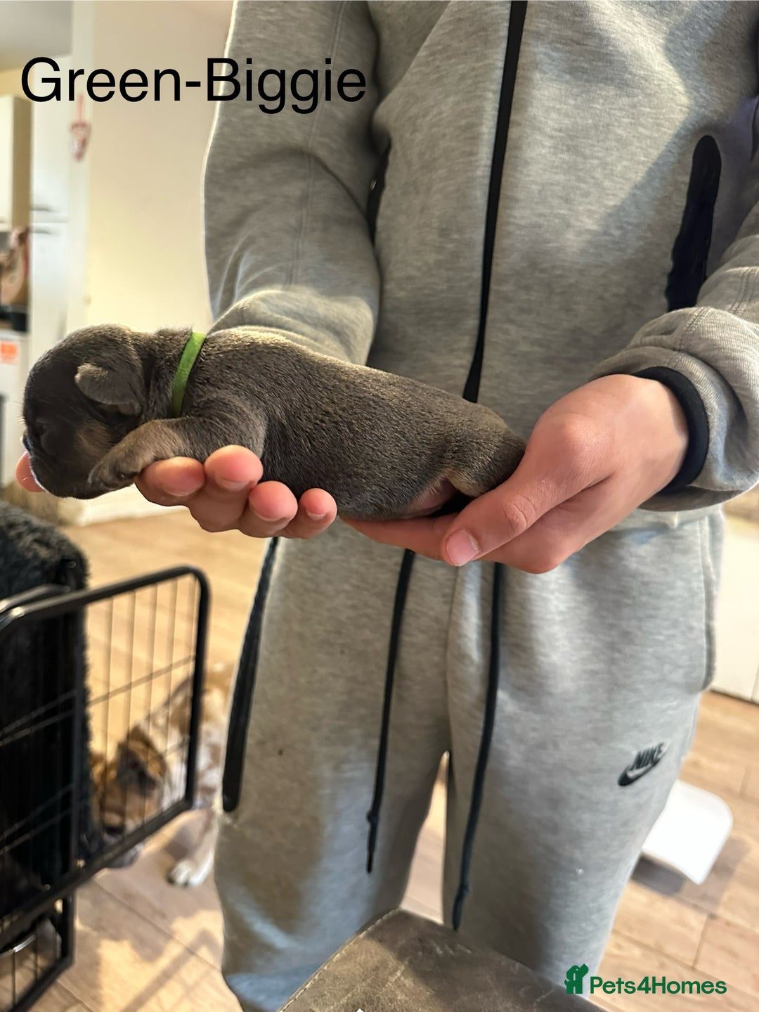 French Bulldog dogs for sale: 5 Beautiful French Bulldog Puppies  - Image 11