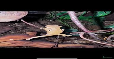 Gecko reptiles in Nottingham - Advert 14