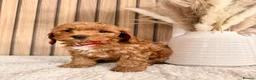 Cockapoo dogs for sale: F1B Red cockapoo puppies  in Bridgend - Advert 6