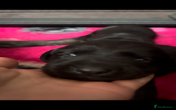 Labrador Retriever dogs for sale: Stunning KC Registered FoxRed/Black Labrador Pups  - Image 7