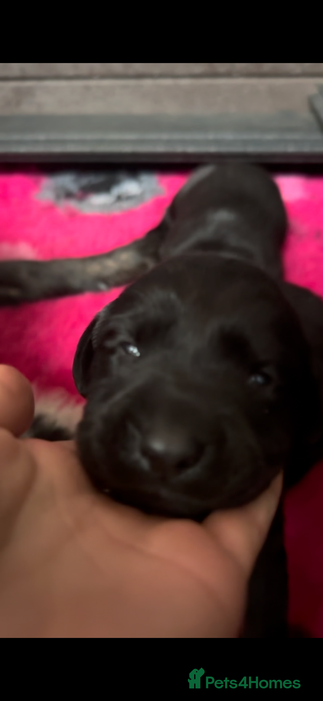 Labrador Retriever dogs for sale: Stunning KC Registered FoxRed/Black Labrador Pups  - Image 7