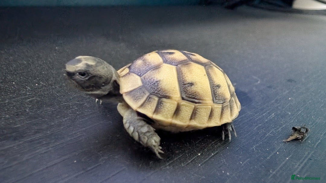 Tortoise reptiles for sale: Beautiful Baby Greek Tortoise with A10 Certificate - Image 2