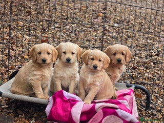 Labradoodle dogs F1 MINI LABRADOODLES ready to leave 3rd dec - Advert 6