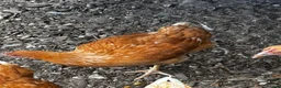 Chickens poultry for sale: 6 point of lay hens/pullets - Advert 3