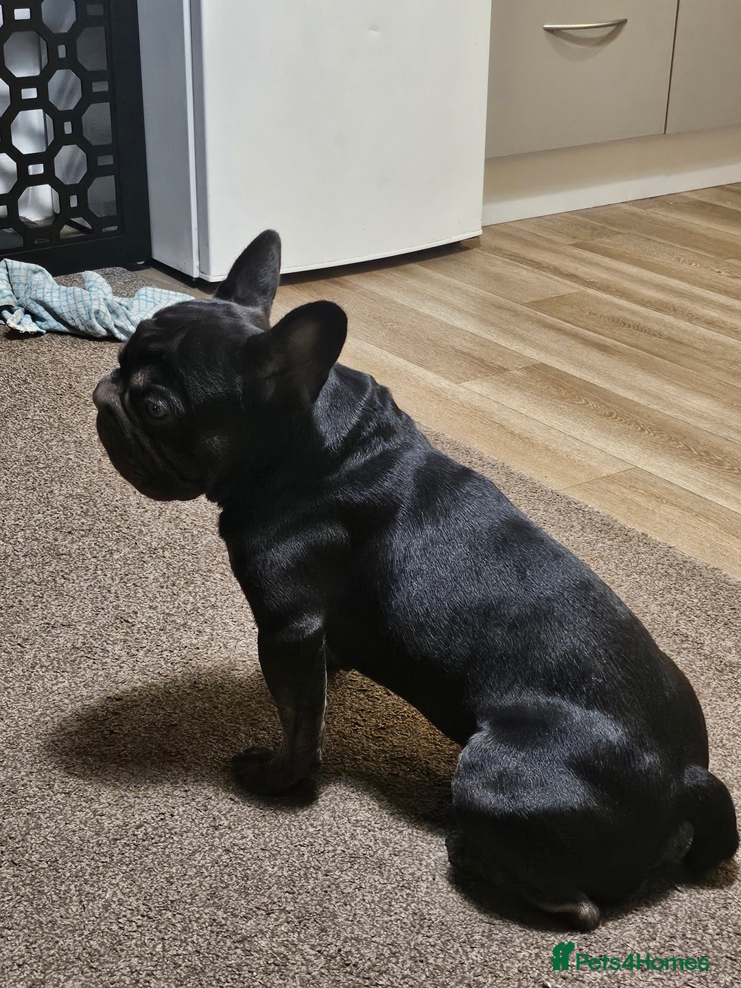French Bulldog dogs for sale: Dugi is looking for his forever home  - Advert 8