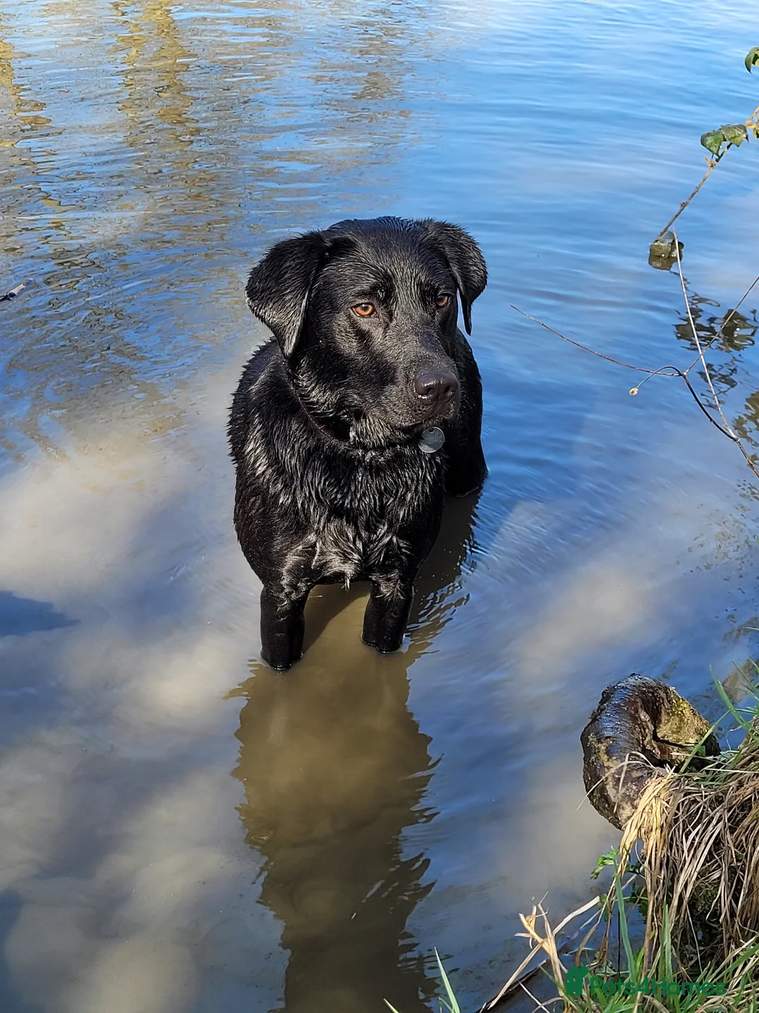 Labrador Retriever dogs for sale: Black Labrador Retriever Puppies – KC Registered - Advert 22
