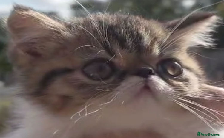 Persian cats - Advert 1