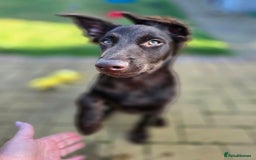 Australian Kelpie dogs for sale: 5 Month Old Australian Kelpie  - Image 2