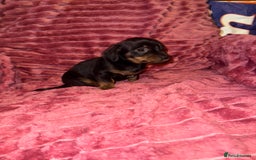 Mixed Breed dogs for sale: Chiweenies for sale - Advert 8