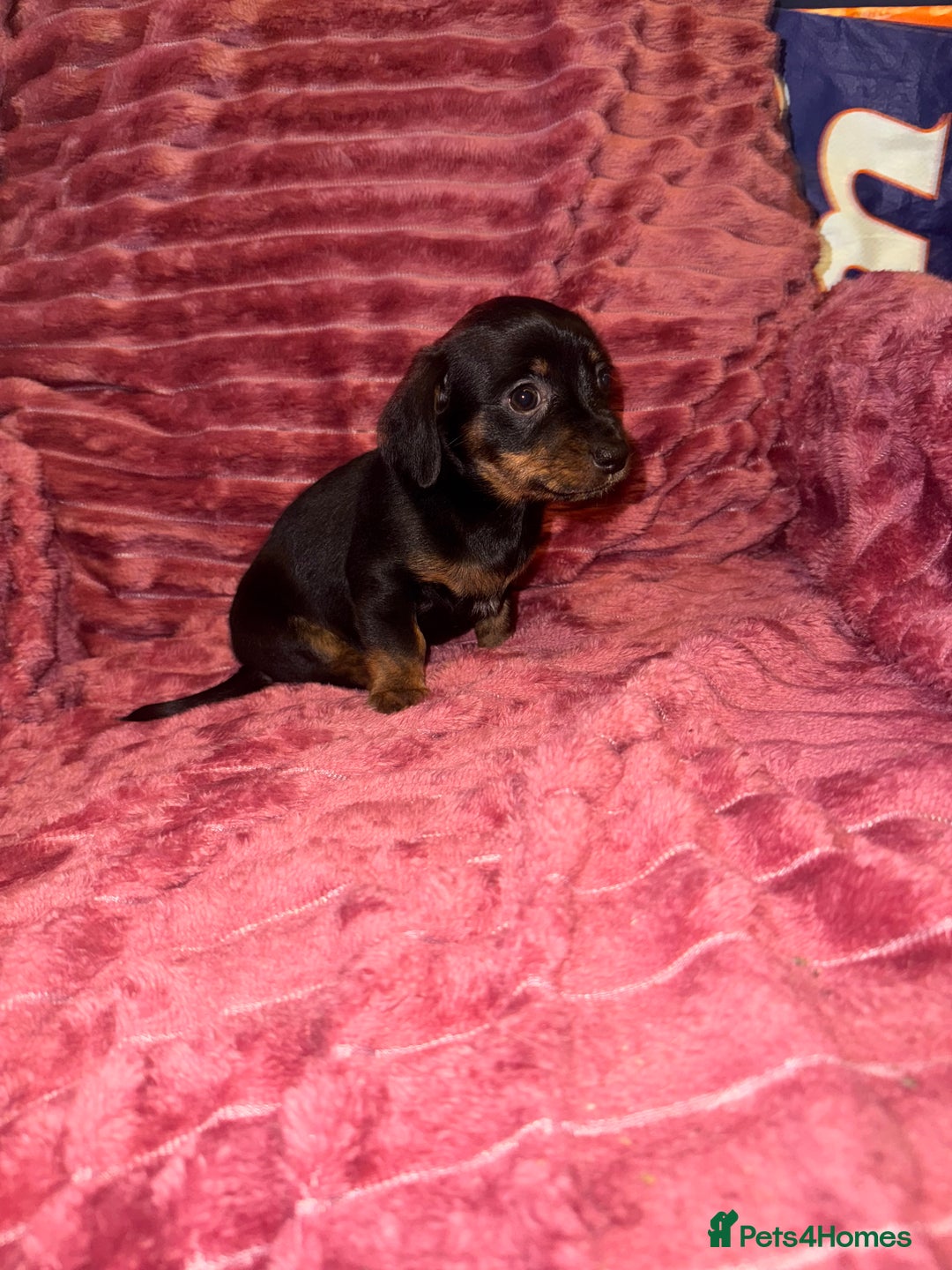 Mixed Breed dogs for sale: Chiweenies for sale - Advert 8