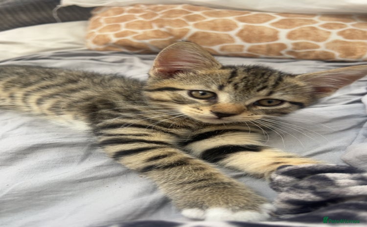 Mixed Breed cats - Advert 1