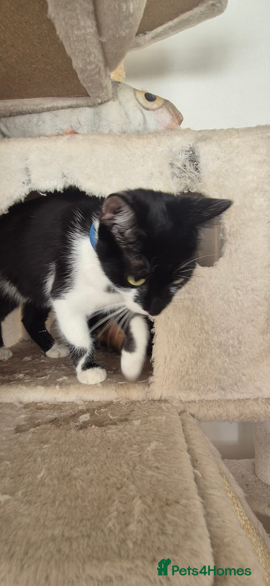 Mixed Breed cats for sale: Kittens  - Image 16