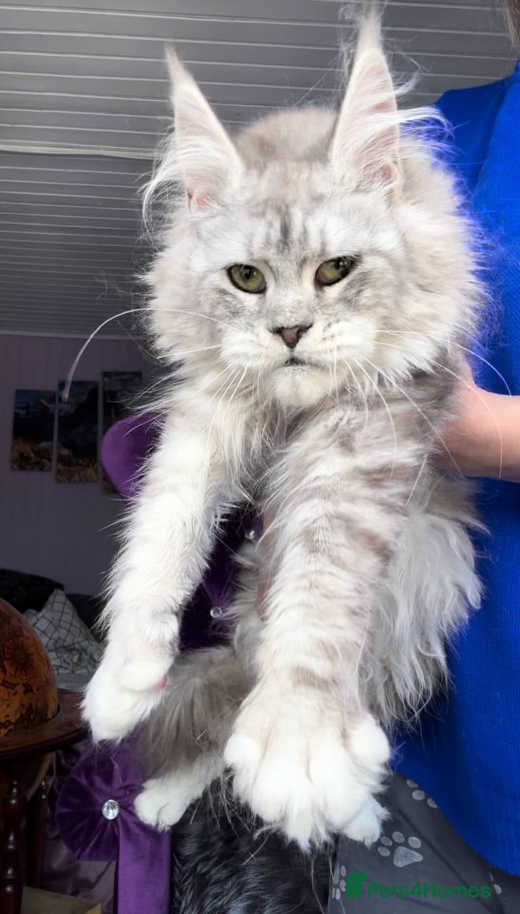 Maine Coon cats Silver Maine Coon Female (ns22)—Breeding Quality   - Advert 1