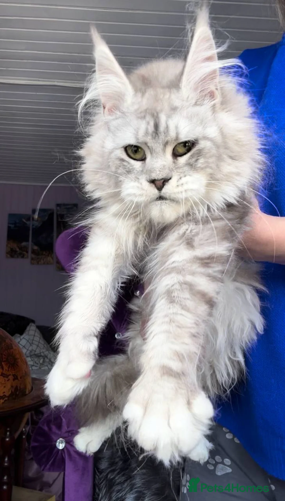 Maine Coon cats for sale: Silver Maine Coon Female (ns22)—Breeding Quality   in London - Advert 1
