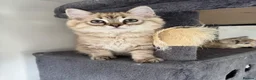 Ragdoll cats for sale: Exceptional Seal Tabby Mink Cherubim Boys - Advert 14