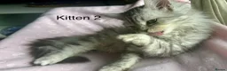 Persian cats for sale: 2 BOYS LEFT  - Advert 4