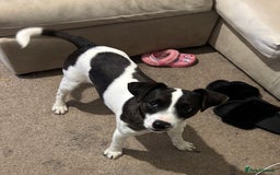 Mixed Breed dogs for sale: SALUKI, COLLIE, WHIPPET  - Advert 1