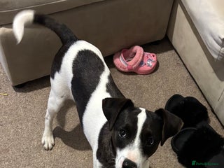 Mixed Breed dogs for sale: SALUKI, COLLIE, WHIPPET - Advert 1