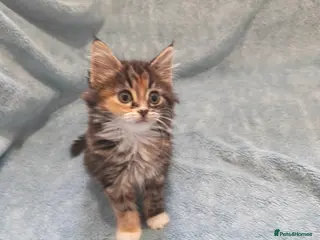 Mixed Breed cats Beautiful FLUFFY GIRL Videos - Advert 6