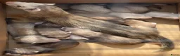 Ferret rodents for sale: 🦦 Adorable Ferret Kits (Pandas, Roans & Sables)🐾 - Advert 15