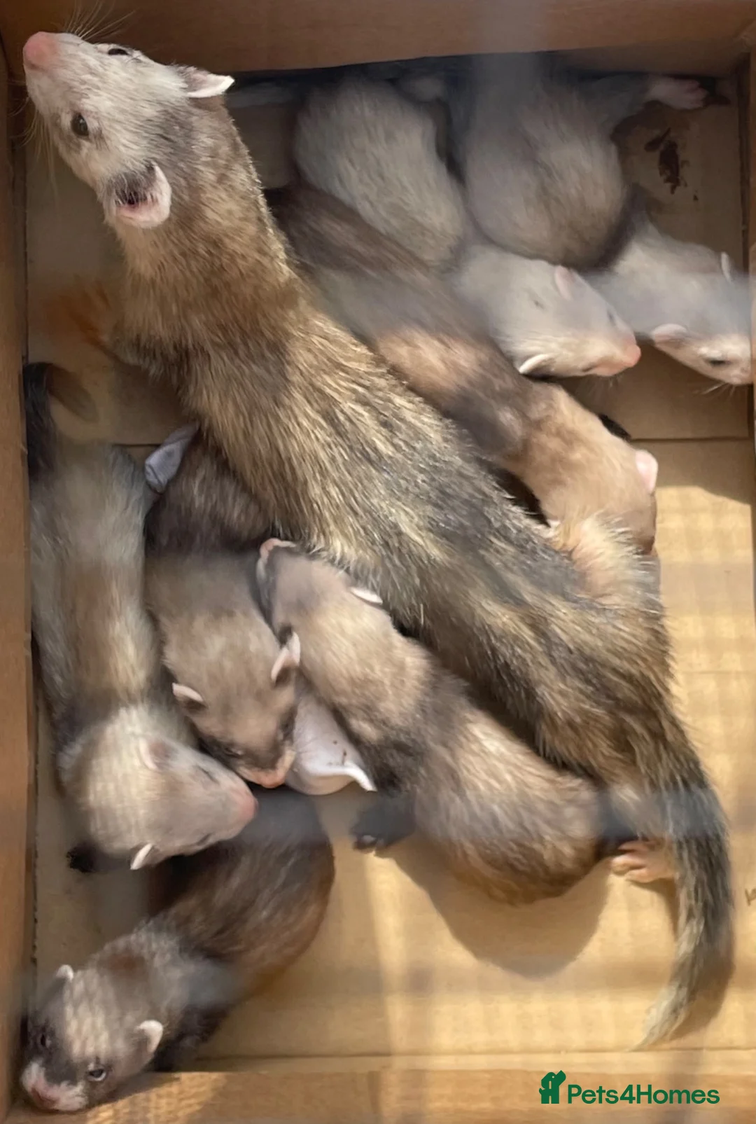 Ferret rodents for sale: 🦦 Adorable Ferret Kits (Pandas, Roans & Sables)🐾 - Advert 15