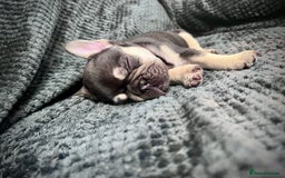 French Bulldog dogs for sale: Gorgeous Puppies ready to be reserved  - Image 24