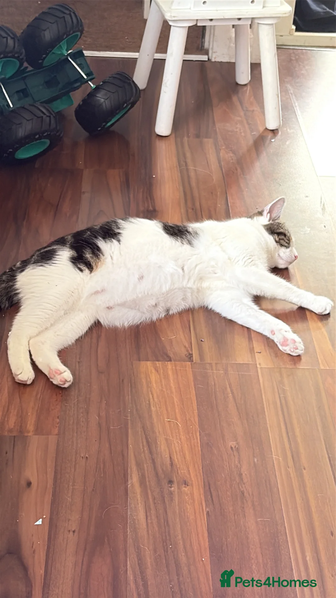 Mixed Breed cats for sale: Kittens for sale  - Advert 2