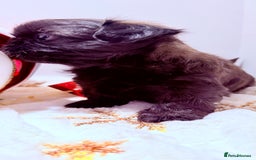 Shih Tzu dogs for sale: 3x Beautiful Pedigree Imperial Shih Tzu Girls - Advert 10