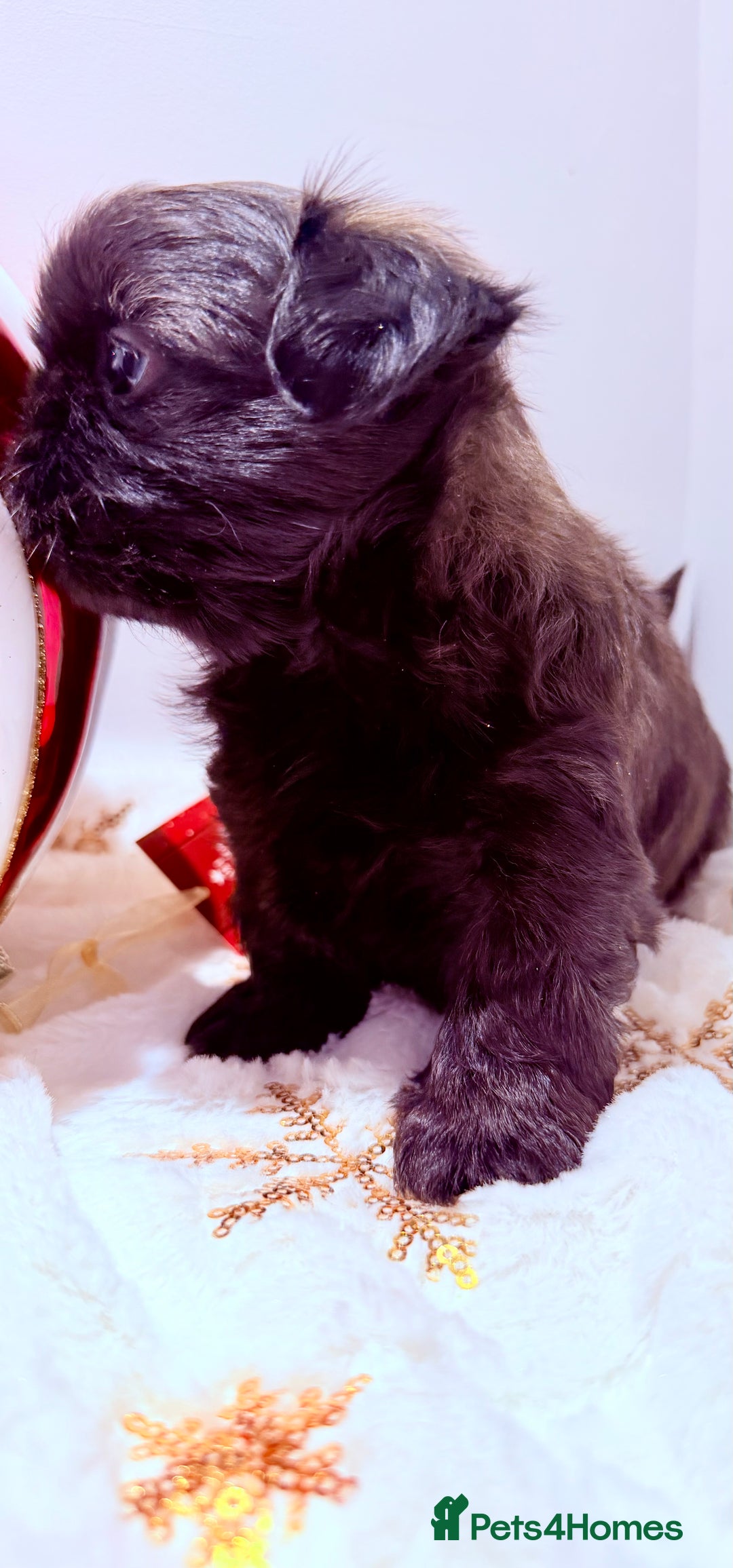 Shih Tzu dogs for sale: 3x Beautiful Pedigree Imperial Shih Tzu Girls - Advert 10