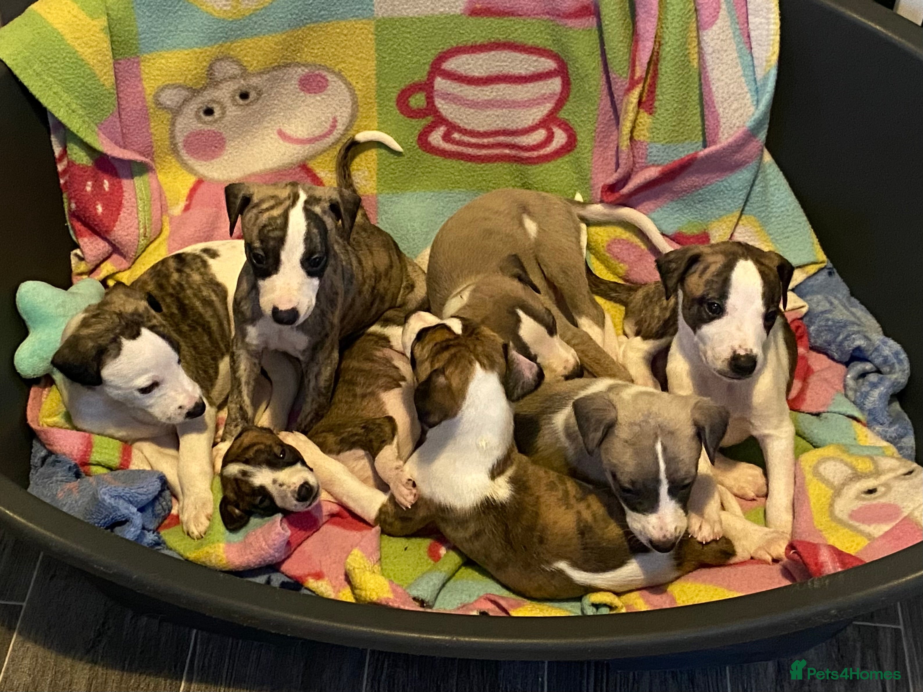 Whippet dogs 🐾 Quality KC Registered Whippet Puppies 🐾 - Advert 4