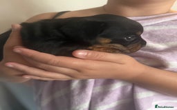 Mixed Breed dogs for sale: French bulldog X dauschaund - Image 10
