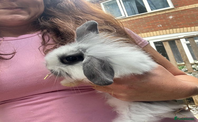 Mini Lion Lop rabbits - Advert 1