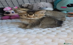 British Shorthair cats for sale: Beautiful Babies Available Ready To Leave - Image 5
