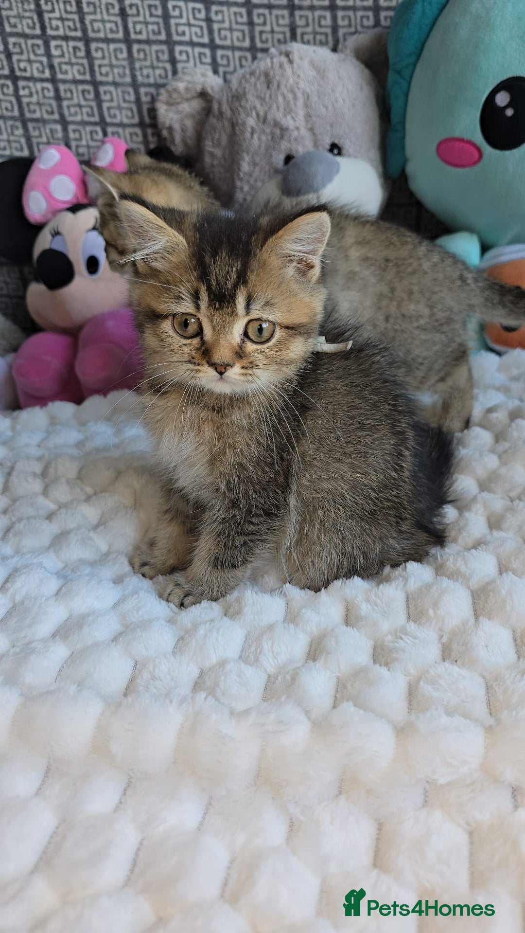British Shorthair cats for sale: Beautiful Babies Available Ready To Leave - Image 5