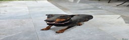 Dobermann dogs for sale: European bitch - Advert 4