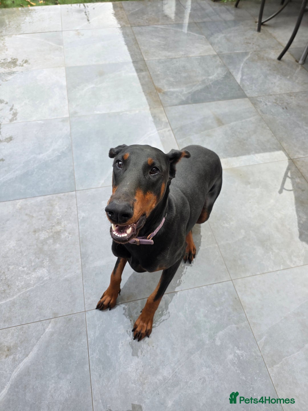 Dobermann dogs for sale: European bitch - Advert 4