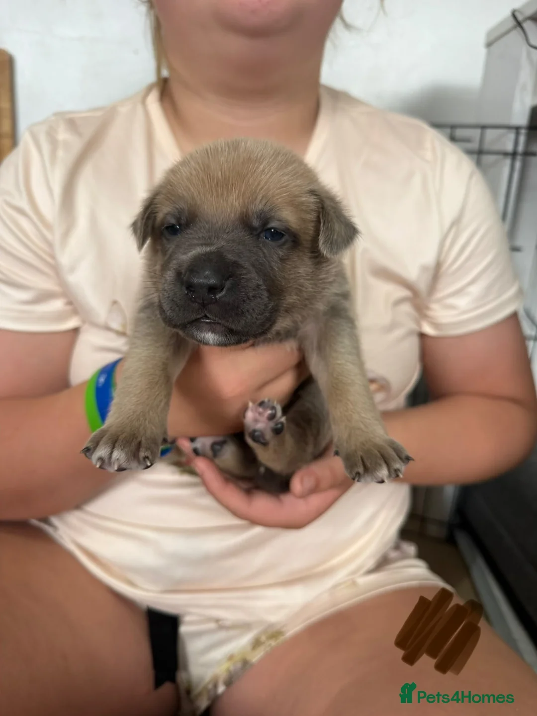 Mixed Breed dogs for sale: German shepherd x American Bully  - Advert 5