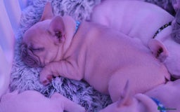 French Bulldog dogs for sale: KC French Bulldog Ready Now ! - Image 21