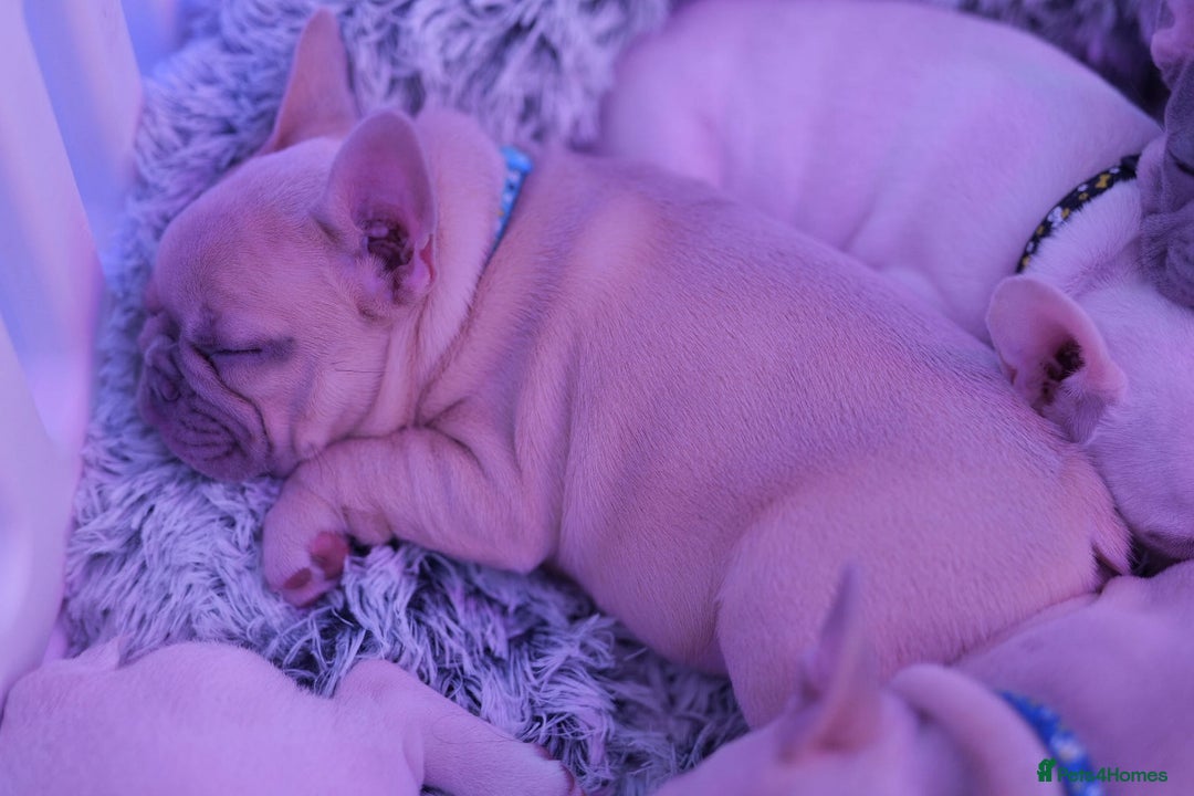 French Bulldog dogs for sale: KC French Bulldog Ready Now ! - Image 21