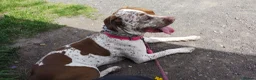 Mixed Breed dogs for sale: Bella  in Cramlington - Advert 9