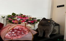 British Shorthair cats for sale: British short hair  - Image 1