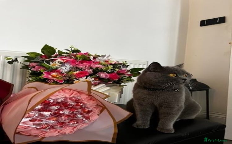 British Shorthair cats - Advert 14