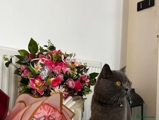 British Shorthair cats - Advert 1