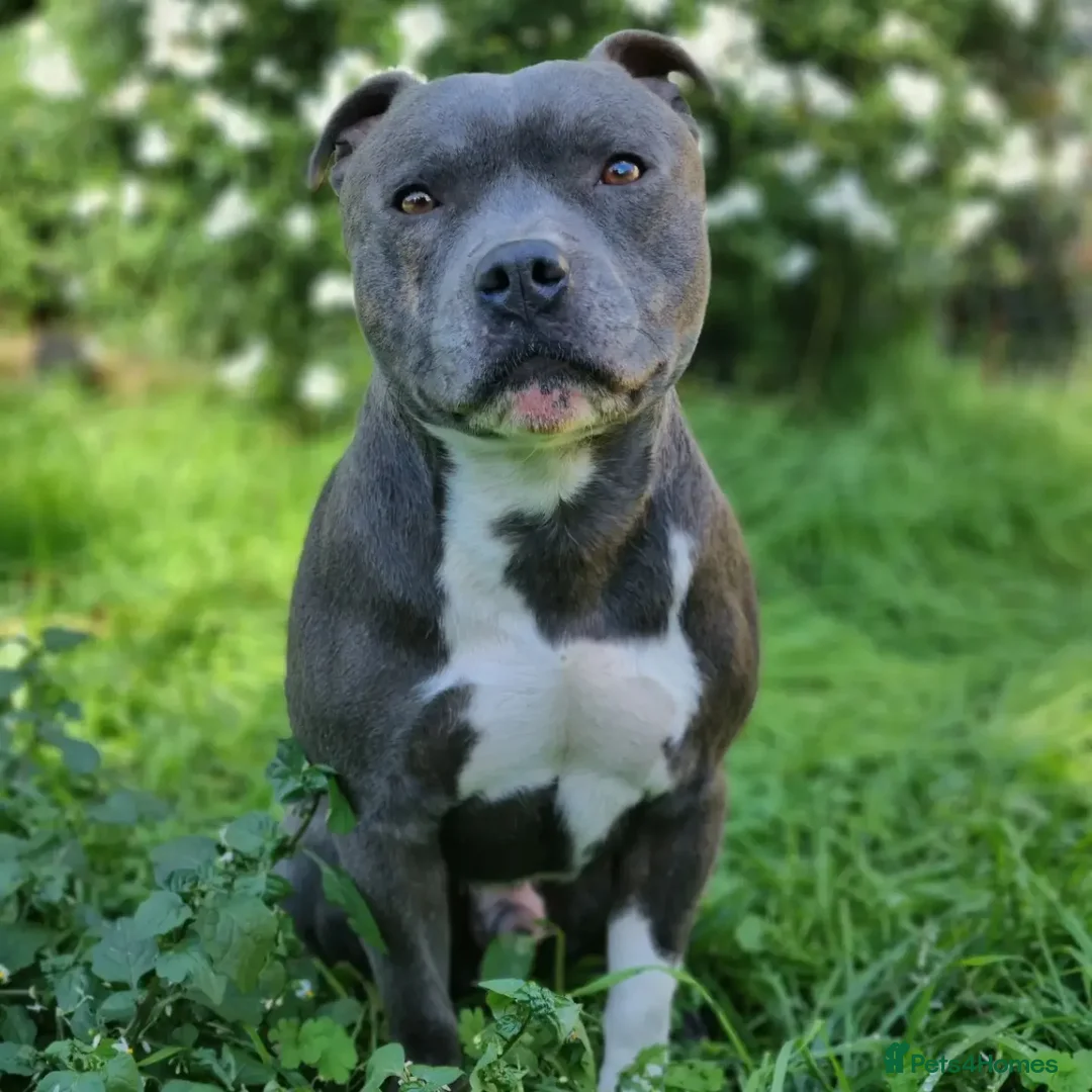 Staffordshire Bull Terrier dogs for stud: Proven Staffordshire Bull Terrier for stud in Farnborough - Advert 8